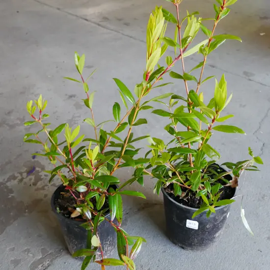 2x potted pohutakawa
