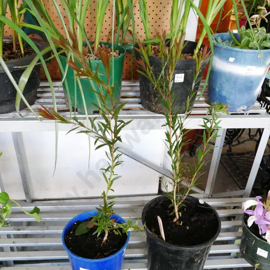 2x potted bottle brushes