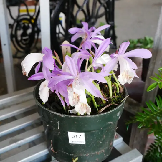 potted pleione orchids