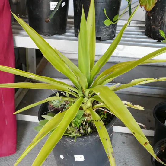 potted yucca