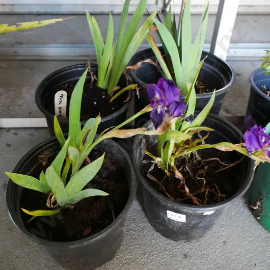 4x potted mini purple irises