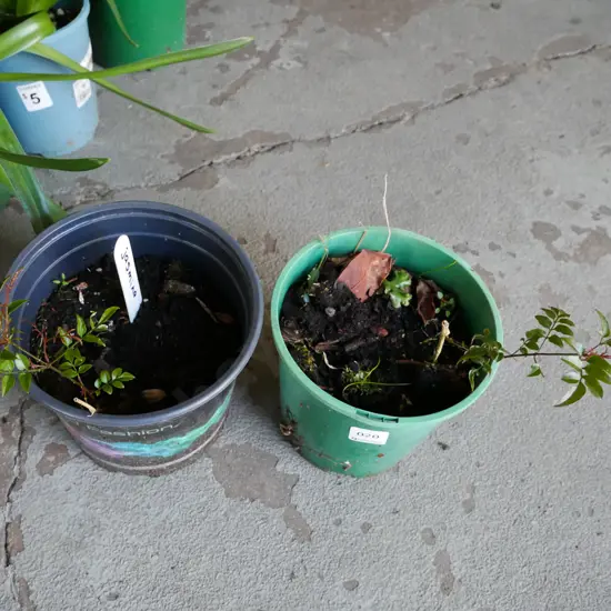 2x potted jasmine
