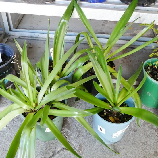 4x potted agapanthus