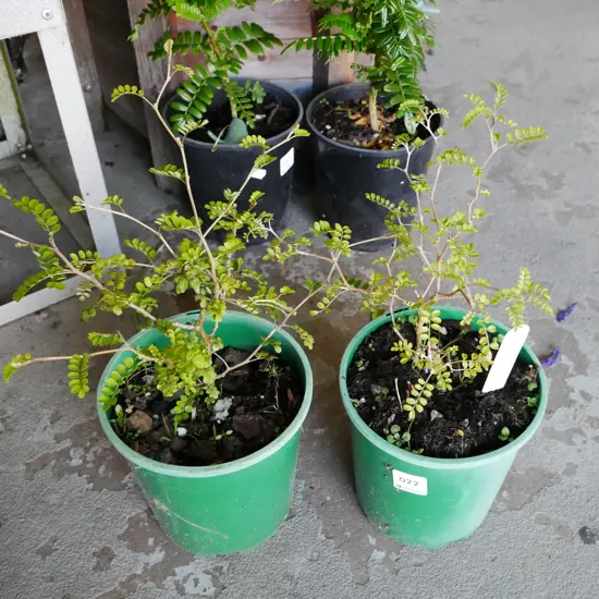 2x potted kowhai