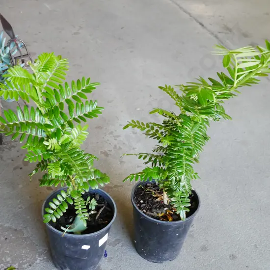 2x potted kaka beaks