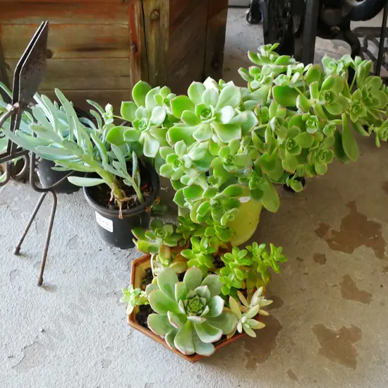 3x assorted succulents