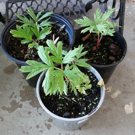 3x small potted yellow tree peonies