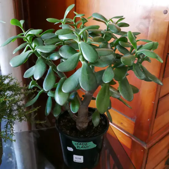 potted jade plant