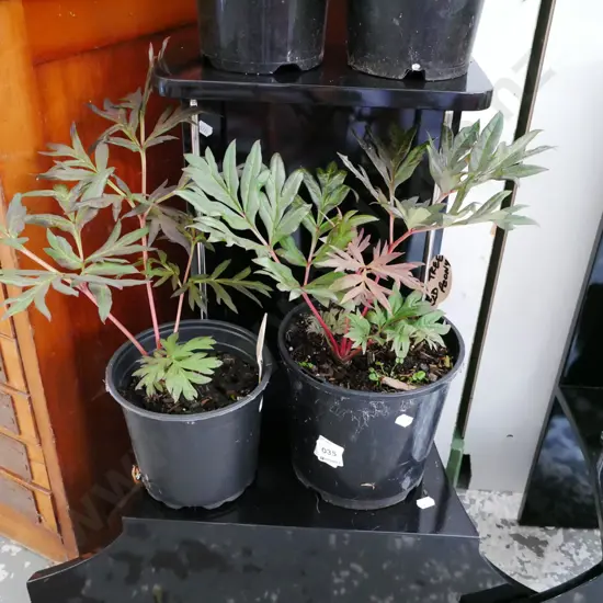 2x potted red tree peonies