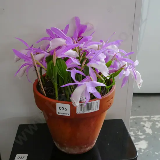 pleione orchids in terracotta planters