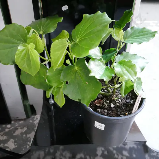 potted kawakawa