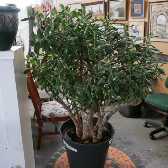 large jade plant in plastic planter Overall H-900