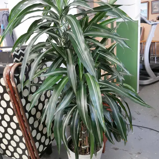 potted draceana Overall H-1500