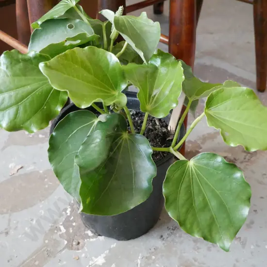 potted kawakawa