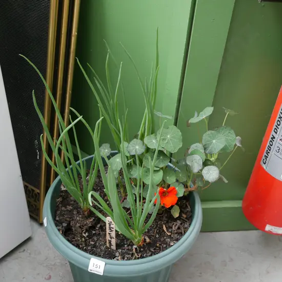 potted shallots, nasturtium