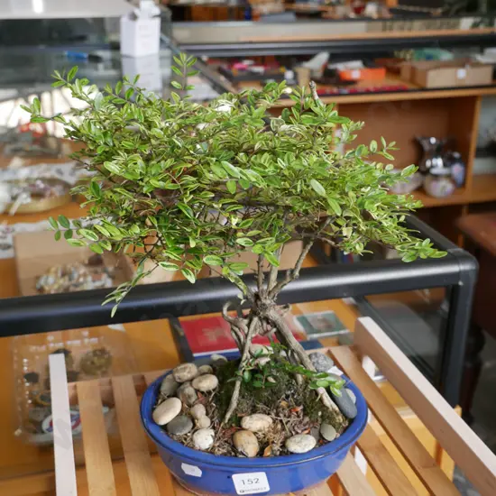 small bonsai H-300