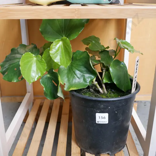 potted kawakawa