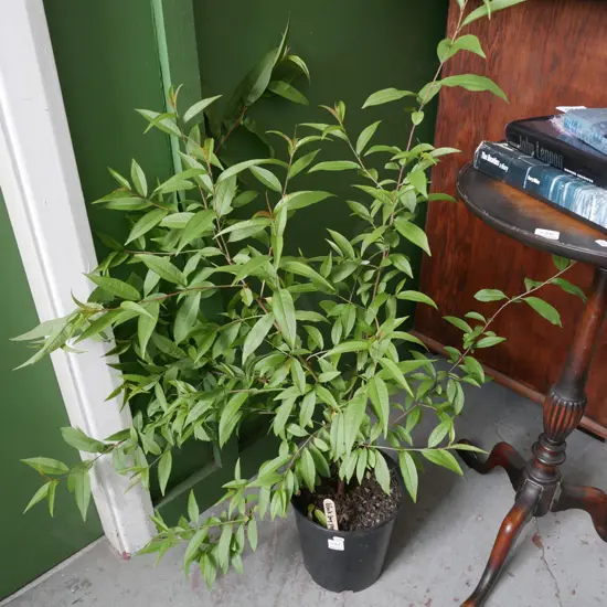 potted black boy peach