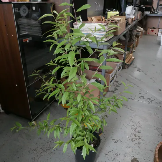 potted black boy peach