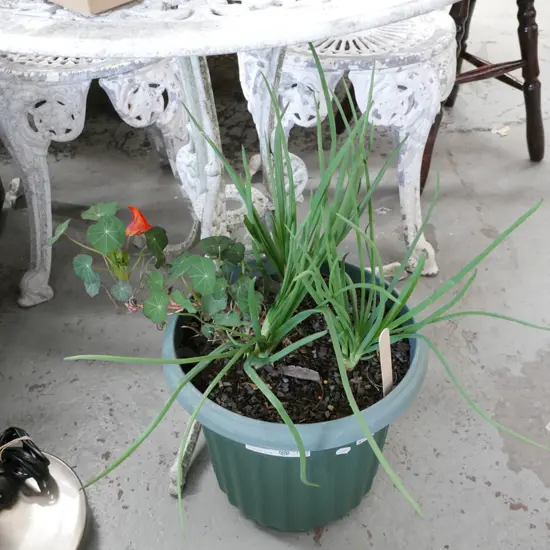 potted shallots, nasturtium