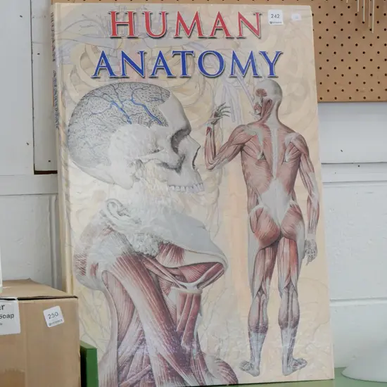 large book on human anatomy L-500