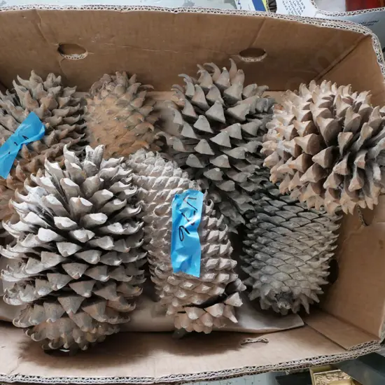 box of very large pine cones