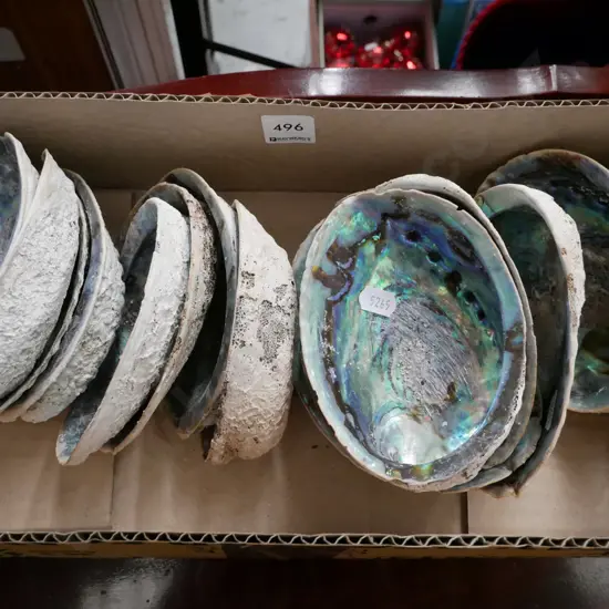 box of paua shells