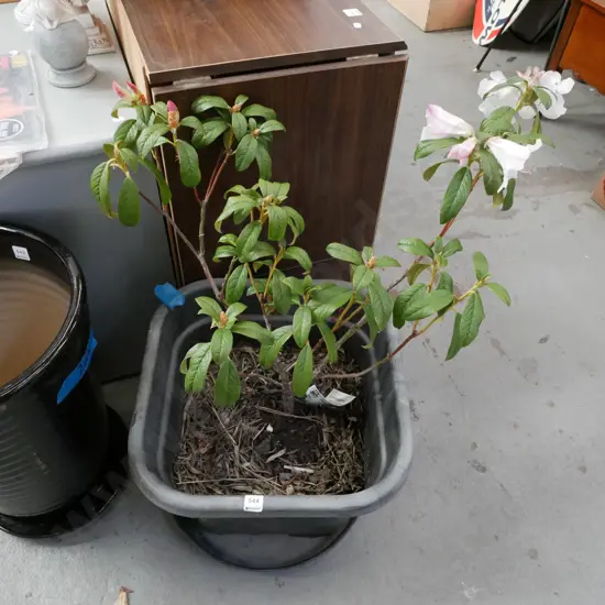 potted pink flowering rhododendron – has been recently dug up from garden and put into a pot