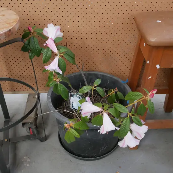 potted Princess Alice rhododendron – has been recently dug up from garden and put into a pot