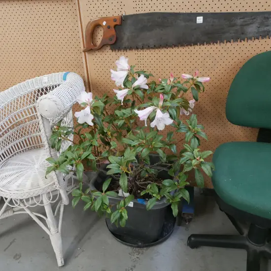 potted pink rhododendron – has been recently dug up from garden and put into a pot