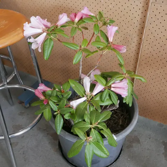 potted pink rhododendron – has been recently dug up from garden and put into a pot