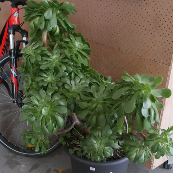 large potted succulent  H-650