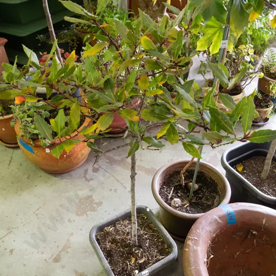 bay tree? in plastic planter H-990