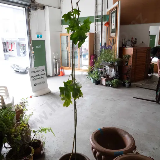 unknown plant in glazed planter H-190