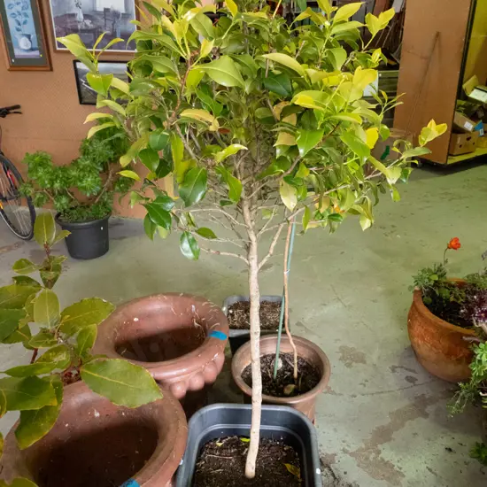 camelia in plastic planter H-1430