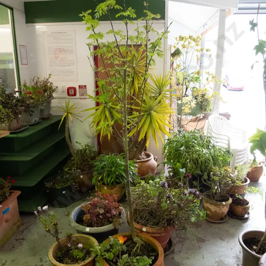 various plants in terracotta planter H-2200