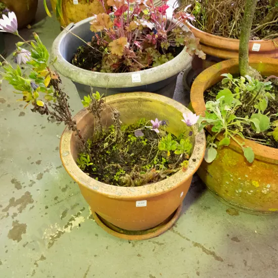 plant in terracotta planter - planter H-320