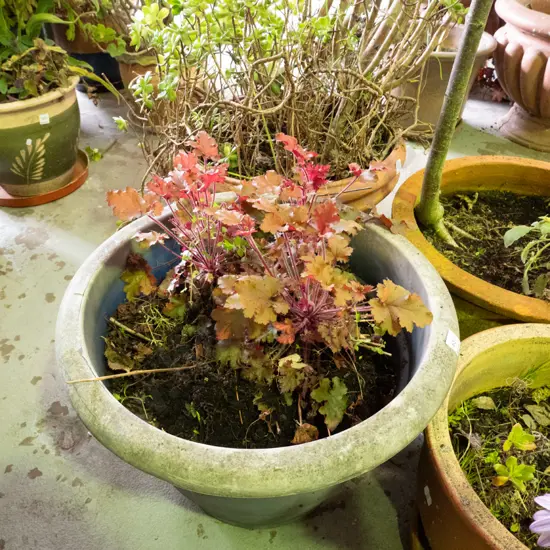 Heuchera plant in damaged plastic planter