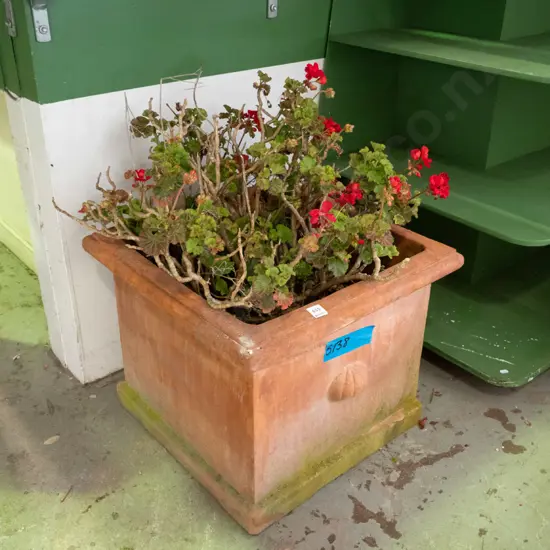 geraniums in terracotta planter H-410 520 x 520