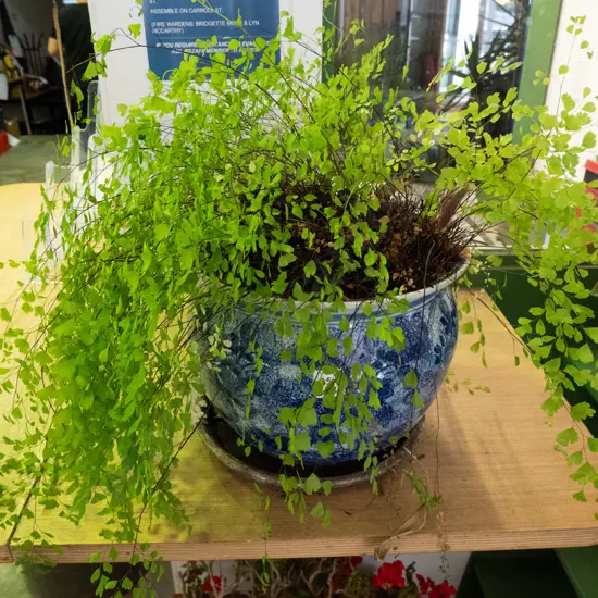 indoor plant in blue & white planter