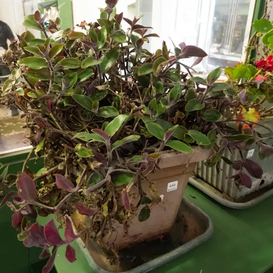 plants in plastic planter