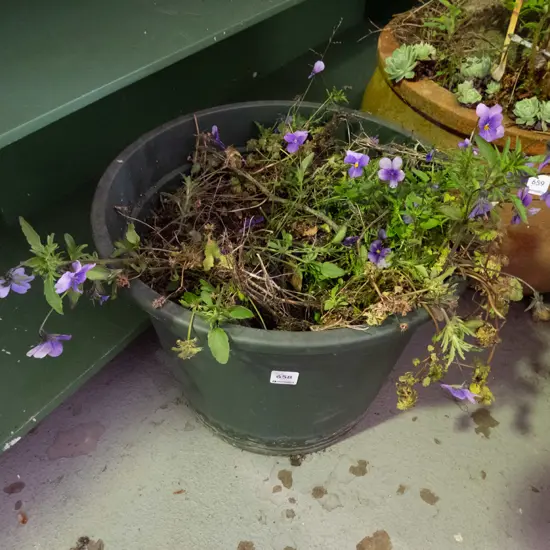 purple plants in plastic planter