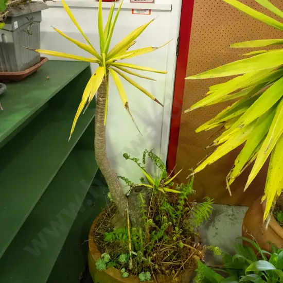 yucca plant in terracotta planter - needs fertiliser