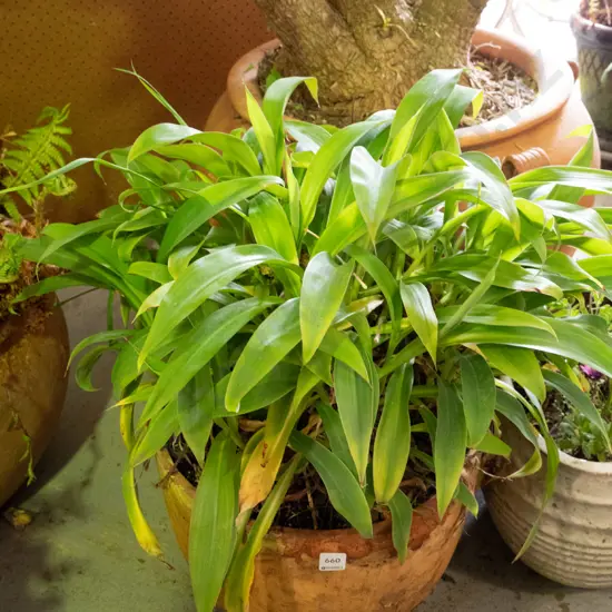 renga-renga lillies in terracotta planter