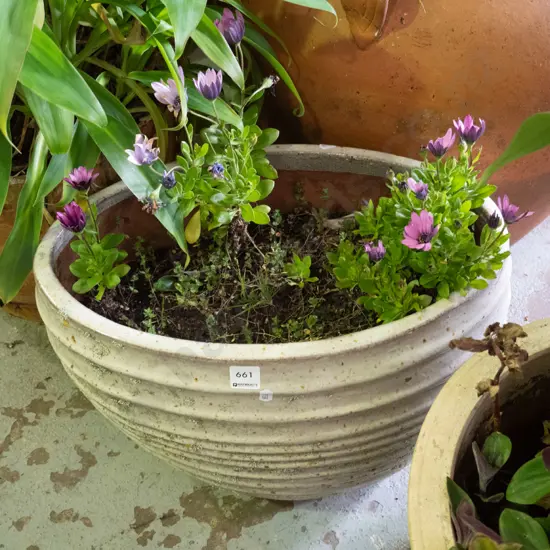 various plants in glazed planter