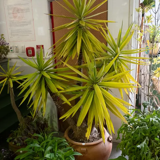 large yucca H-1500 in terracotta planter - needs fertiliser