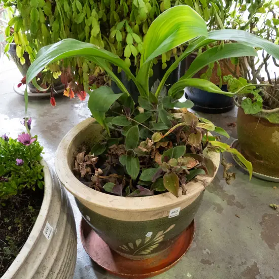 various plants in glazed planter