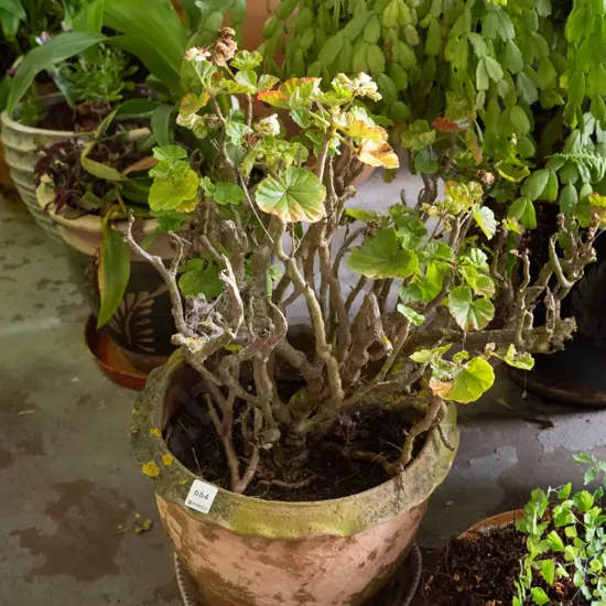 geraniums in terracotta planter