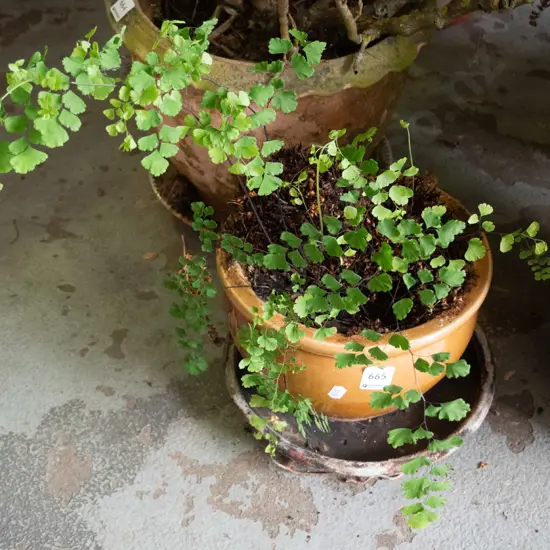 indoor plant in glazed planter