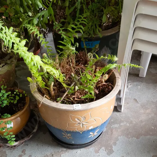 ferns in pottery planter